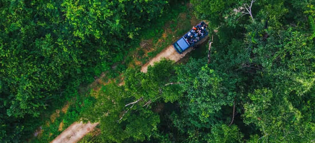 Tham gia Trekking và khám phá hệ sinh thái trong rừng
