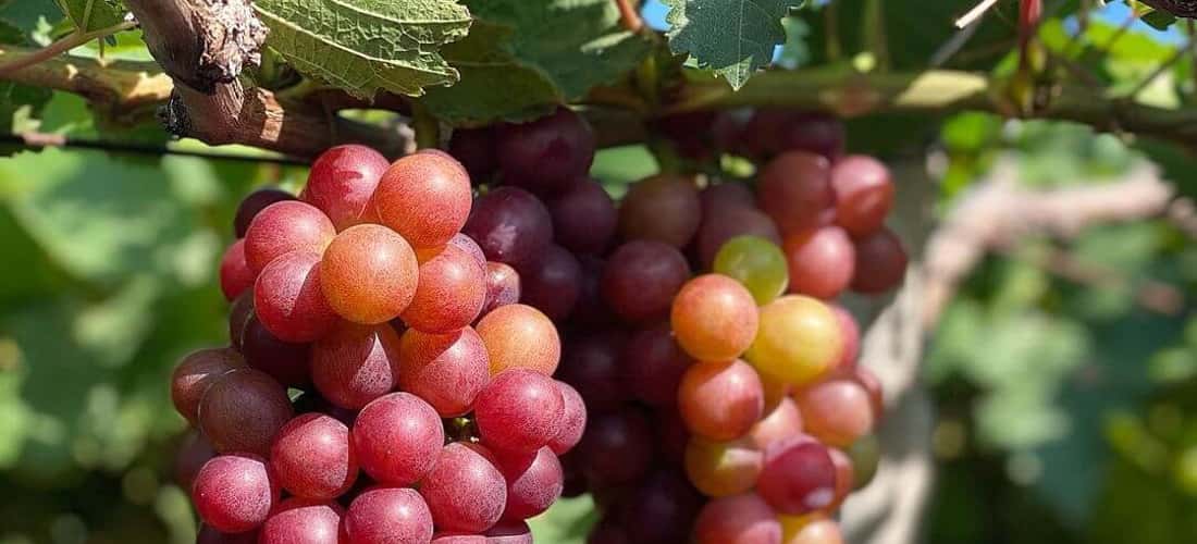Hiện nay, làng nho Thái An có trên 200 vườn nho lớn nhỏ khác nhau. Các vườn nho góp phần làm nên sự đa dạng và phong phú cho làng nho Thái An.