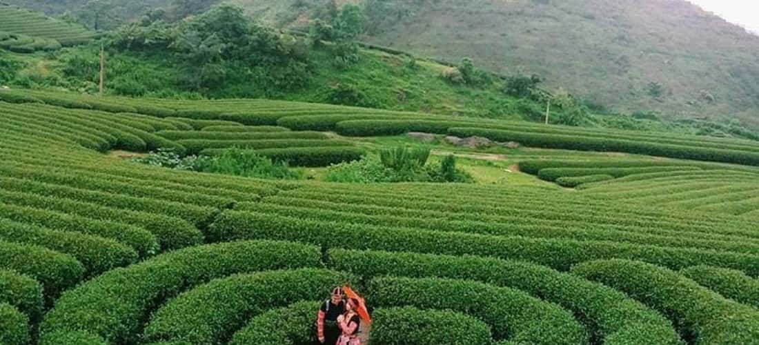Địa điểm check in của nhiều du khách khi du lịch Mộc Châu