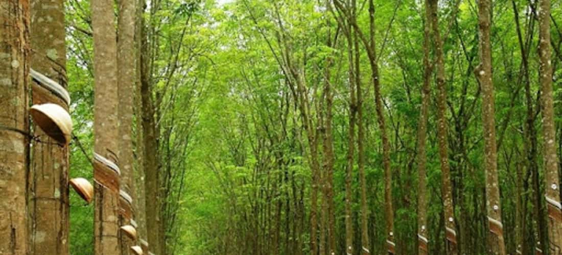 一排排又高又直的橡胶树横跨森林