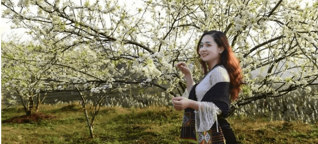 Thiếu nữ người Thái và mùa hoa mận.