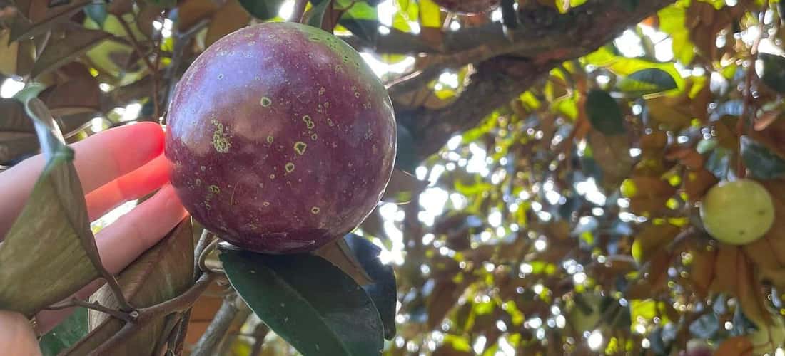 Bạn có thể tham quan vườn trái cây 9 Hồng vào bất kỳ thời điểm nào trong năm, mỗi tháng mỗi mùa vườn trái cây lại mang một sắc màu mới của những loại quả khác nhau