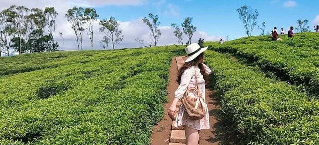 在村里与茶山一起生活