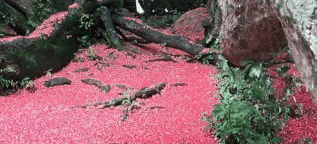 小红色花瓣形成红地毯,漂浮在水上