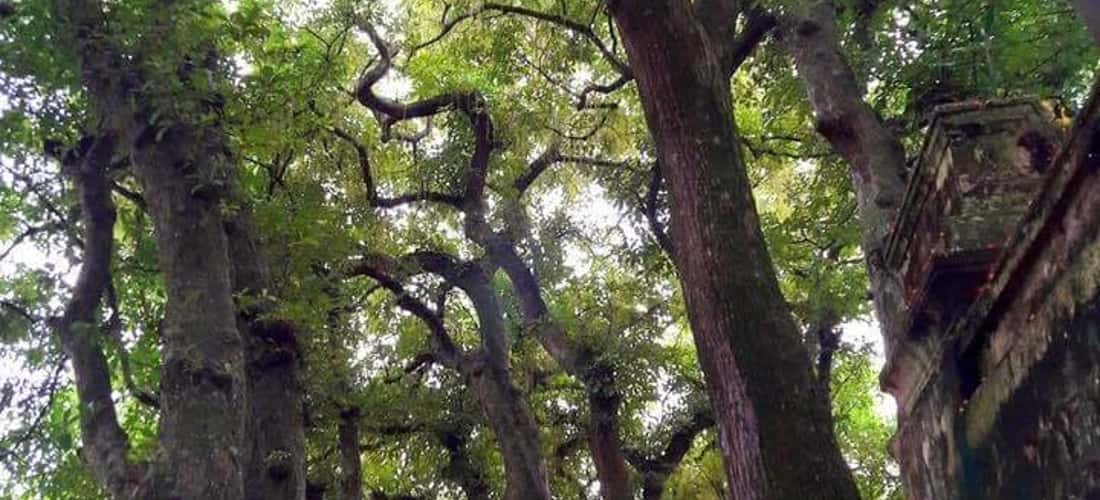 Dưới đất được trải một lớp thảm đỏ dệt từ những đóa lộc vừng.