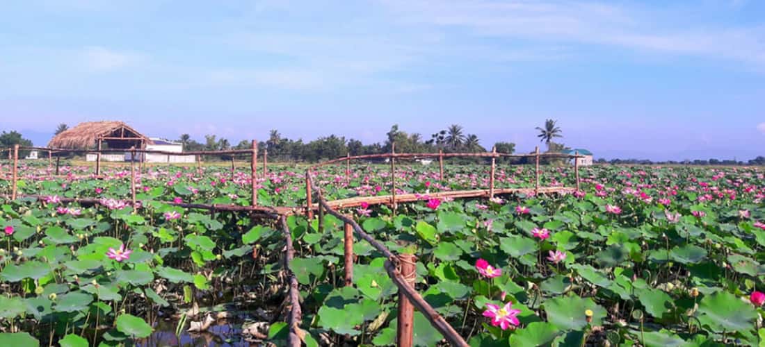 Phu Thien Lotus Field의 총 면적은 거의 12 헥타르이며 고원 한가운데에 있습니다.