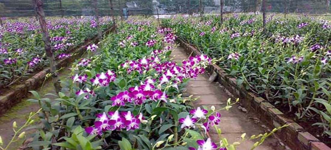 Vườn Hoa Nhiệt Đới Mộc Châu sở hữu hàng ngàn loài hoa khác nhau với đầy đủ sắc màu, hương thơm ngào ngạt
