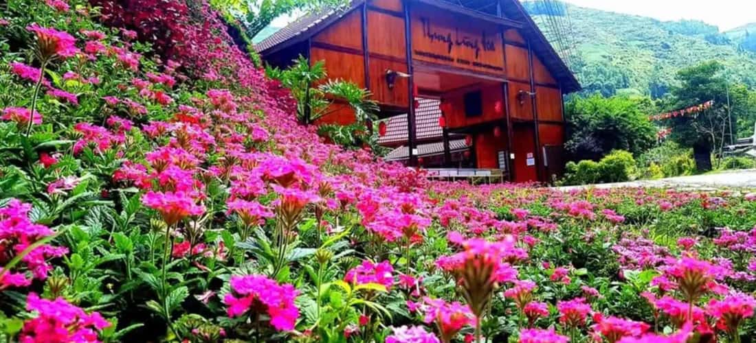 Thung lũng hoa Bắc Hà có diện tích lên đến 1.000 héc ta, trồng nhiều loài hoa đẹp, đủ màu sắc.