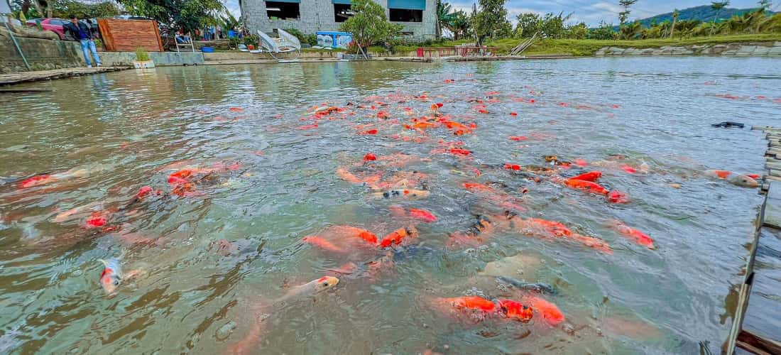 Trên diện tích gần 5ha, bên cạnh các loài hoa theo mùa, các loại cây ăn quả, chủ Nông trại còn đầu tư xây dựng một hồ cá Koi rộng hơn 500m2
