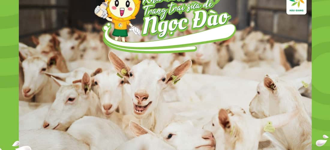 Trang trại sữa dê Ngọc Đào tọa lạc tại ấp 2B; xã Tân Hòa; huyện Châu Thành A là địa điểm du lịch Hậu Giang theo mô hình nông nghiệp xanh được nhiều người yêu thích.