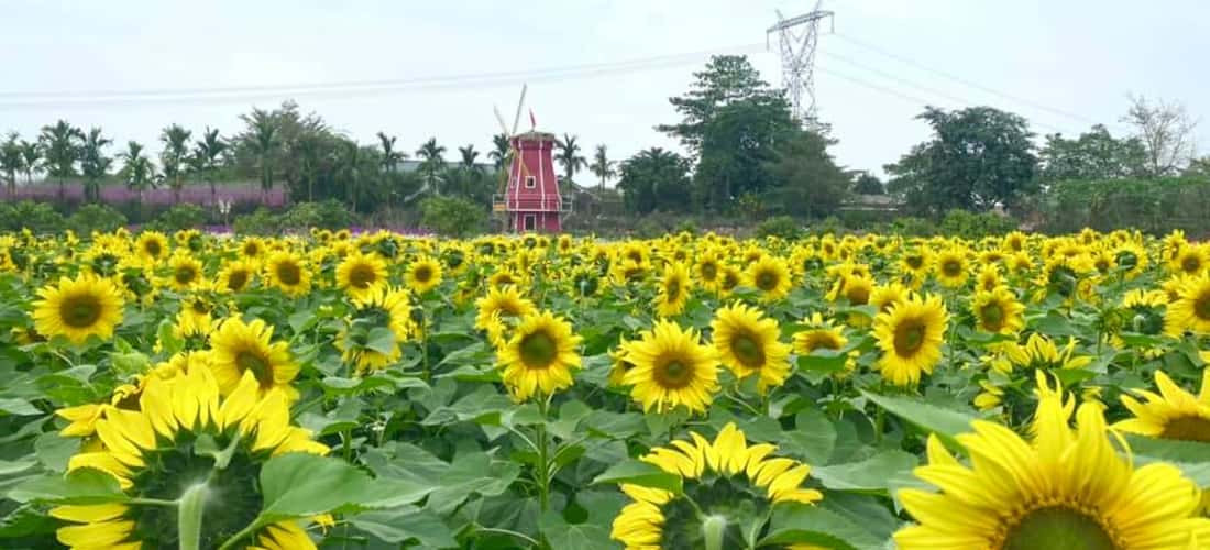 Nằm cách trung tâm thành phố Thanh Hóa khoảng 30km về phía Tây Bắc, nông trại Ánh Dương ở xã Định Tân, huyện Yên Định gần đây đã được nhiều người biết đến như một điểm du lịch trải nghiệm hấp dẫn