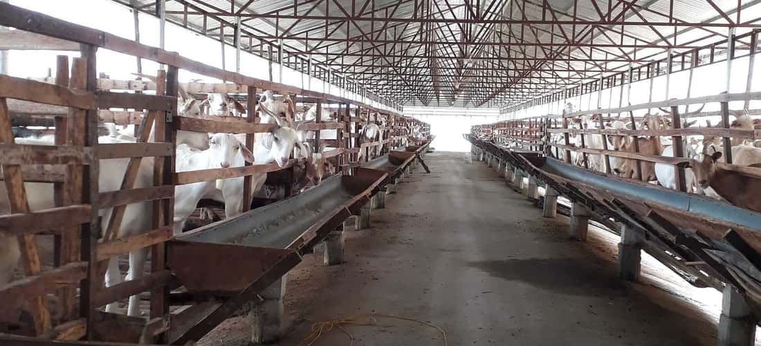 Trang trại sữa dê Ngọc Đào có diện tích 2ha; thuộc sở hữu của vợ chồng chị Đặng Thị Ngọc Đào và anh Nguyễn Văn Đua. Đây là một trong những mô hình nuôi dê lấy sữa hiện đại nhất tỉnh Hậu Giang.