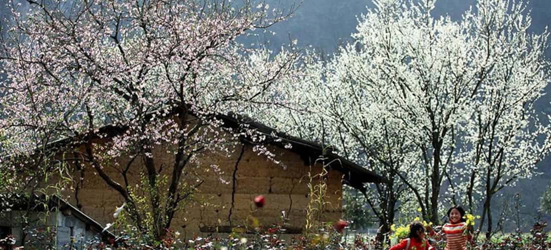 Du lịch Chiềng Cọ Sơn La mùa nào cũng đẹp nhưng đẹp nhất là vào mùa xuân khi những vườn mận khoe sắc trắng tinh khôi.