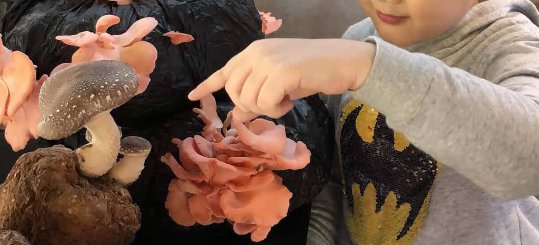 Da Lat Mushroom Village根据农场模型结合了农业模式，是一个独特而新颖的吸引力，可以增加时间表。