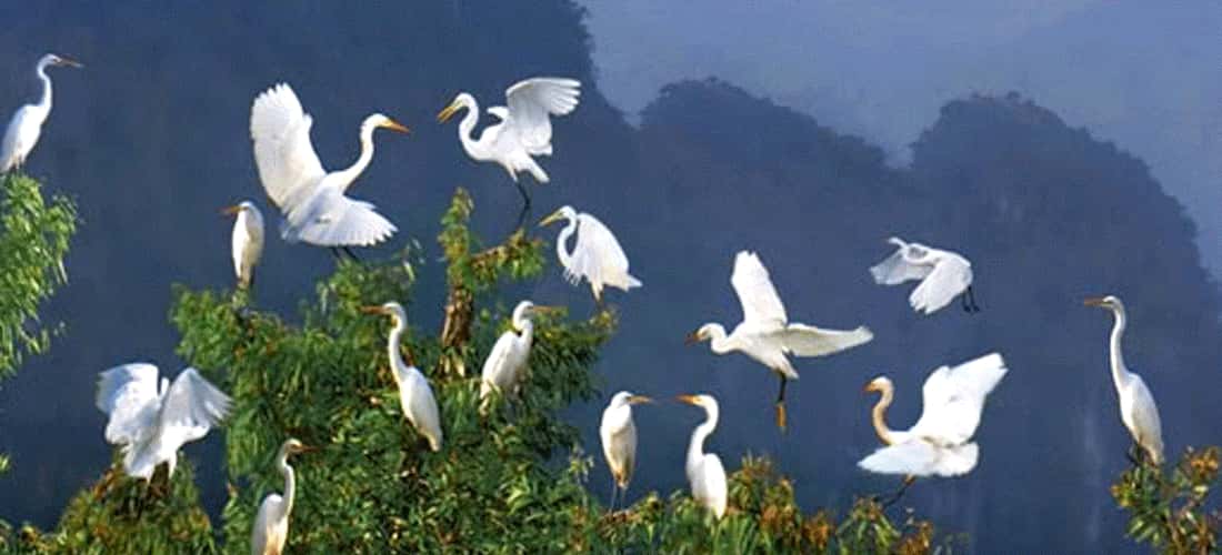 Hai Luu Stork Garden是Vinh Phuc的著名旅游胜地，吸引了许多游客，以发现原始的美丽和这片土地的独特文化特征。