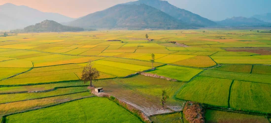 Ngo Son Field拥有400多公顷的区域，就像中央高地的Mu Cang Chai一样。