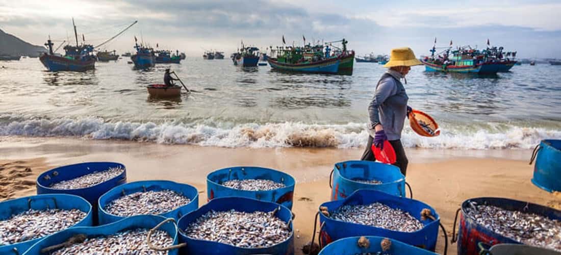 CAI Beo Fishing Village不仅是海钟的旅游胜地,由于自然和新鲜的海鲜,吸引了很多游客,而且还是“宝藏”。