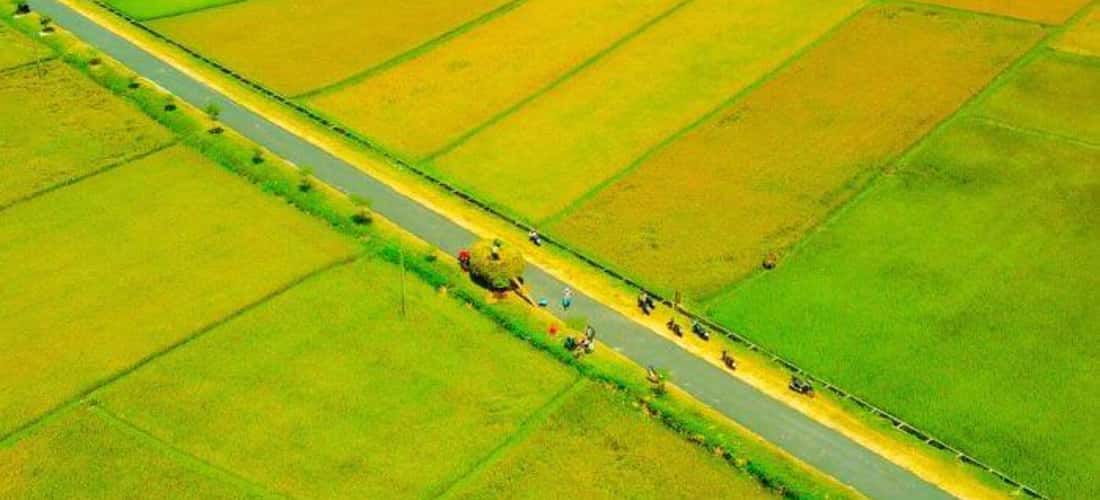 Ngo Son Field拥有400多公顷的区域，就像中央高地的Mu Cang Chai一样。