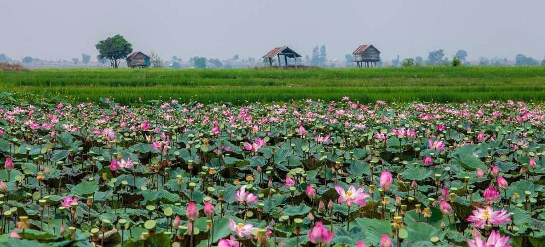 Lotus Field의 일출을보기위한 캠핑은 더 이상 훌륭하지 않습니다.