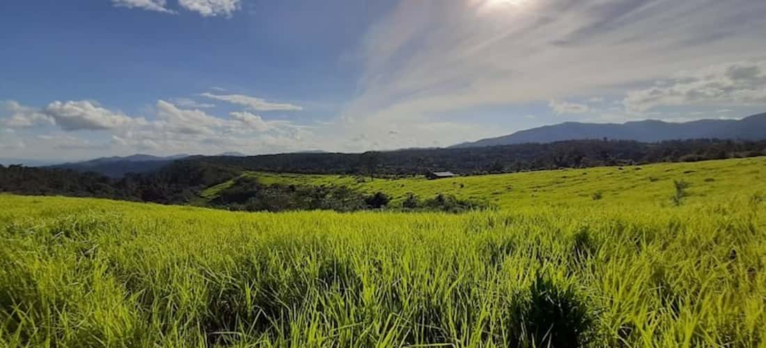 Nằm lọt thỏm giữa chung quanh là rừng thông bạt ngàn, Đồi cỏ Măng Đen tựa một thế giới khác tách biệt khỏi nhịp sống thị thành náo nhiệt.