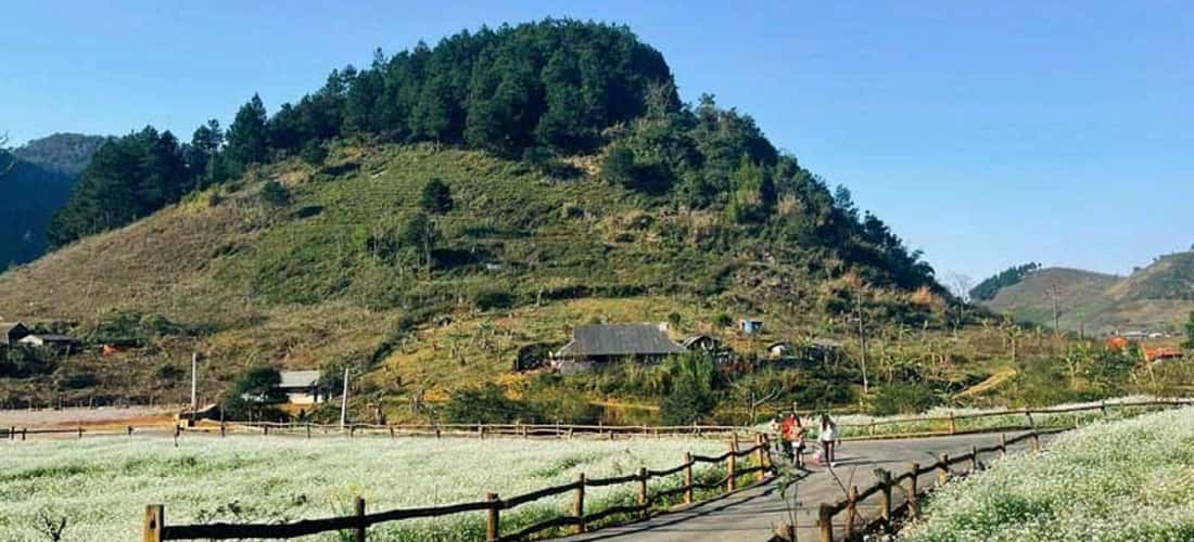 这个绿色的松林位于6C高速公路沿线。
