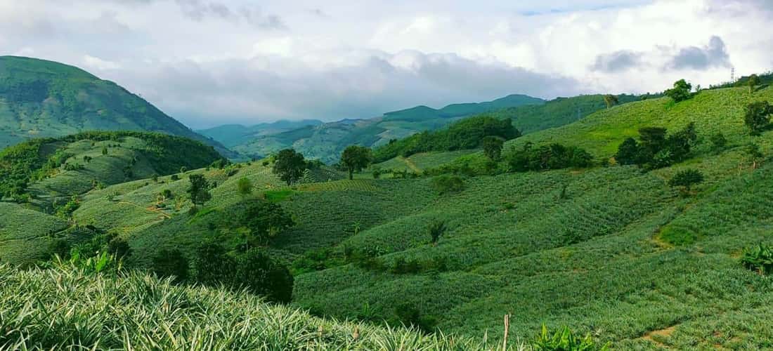 Dong Din,Phu Hoa不仅拥有无尽的菠萝山丘,而且还拥有云与山脉的和平之美。