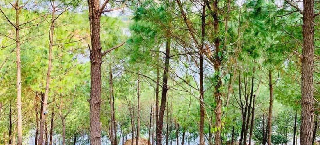 位于Bo Trach区Cu Nam Commune的Hoa Son Village的Happy Hills Quang Binh距Phong Nha约10公里。