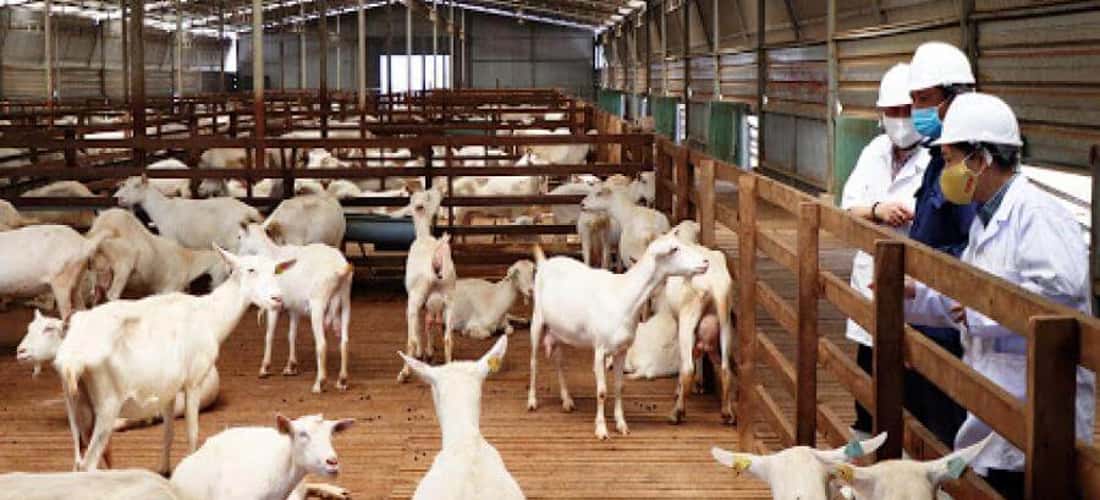 Trang trại sữa dê Ngọc Đào có diện tích 2ha; thuộc sở hữu của vợ chồng chị Đặng Thị Ngọc Đào và anh Nguyễn Văn Đua. Đây là một trong những mô hình nuôi dê lấy sữa hiện đại nhất tỉnh Hậu Giang.