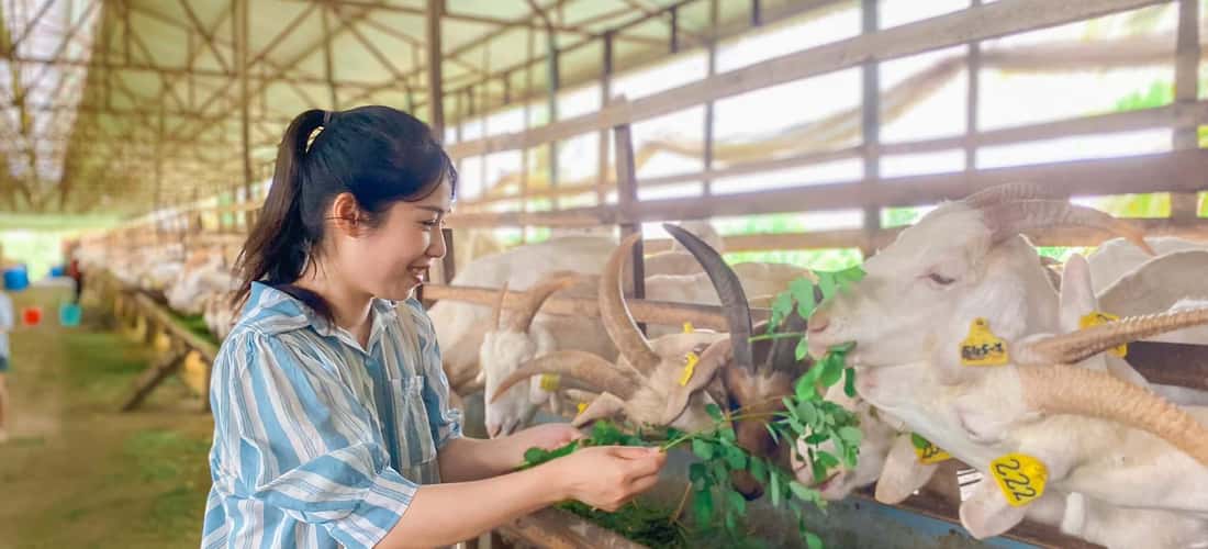 Những chú dê dễ thương xinh xắn trắng tinh