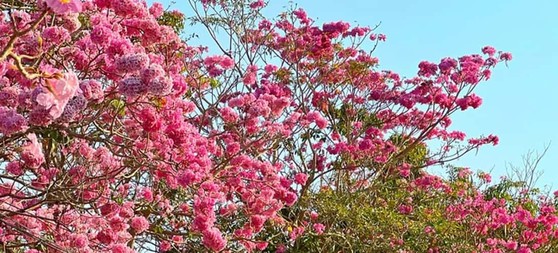 Soc Trang Pink Flower Road被年轻人称为“韩国路”。