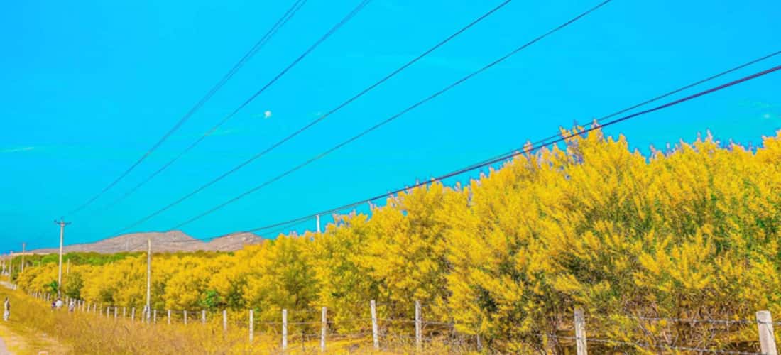 每年的12月至3月或四月，梅拉卢卡叶胶在道路上开花