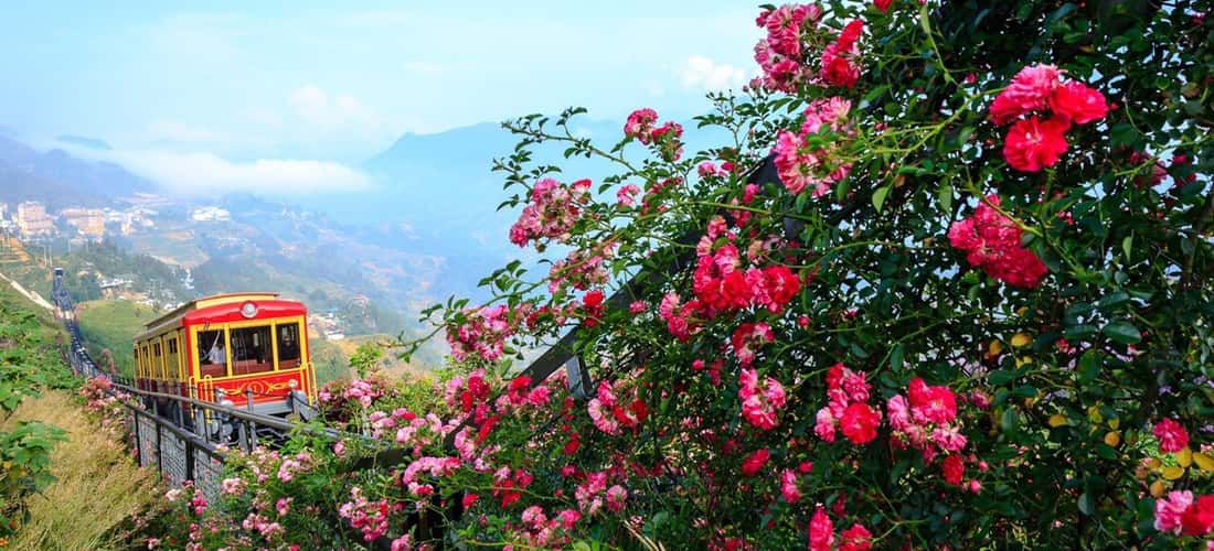 Thung lũng hoa hồng Sapa vẫn đang tiếp tục giữ vững danh hiệu “Thung lũng hoa hồng lớn nhất Việt Nam”