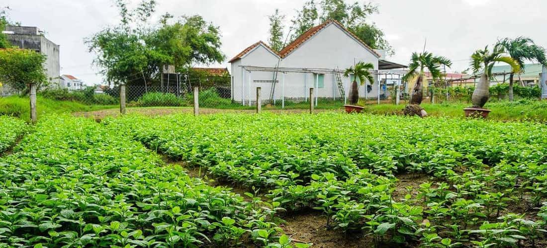 Nhìn luống rau xanh mát cũng đủ thích thú rồi!