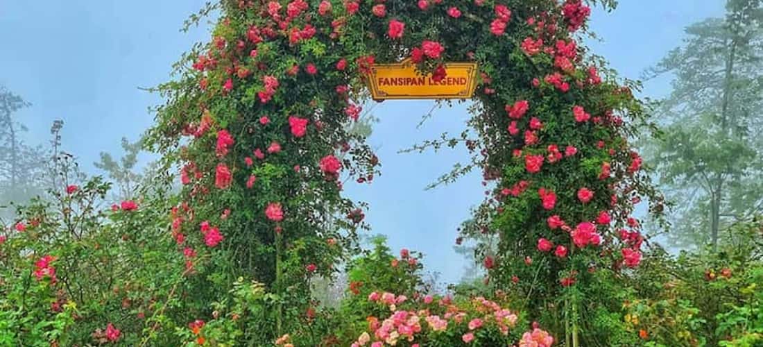 Chụp hình với hàng nghìn đóa hồng