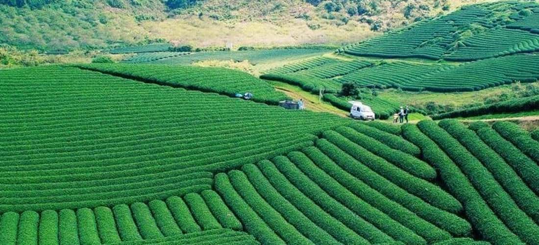 o长的Moc Suong Tea Hill从上方看