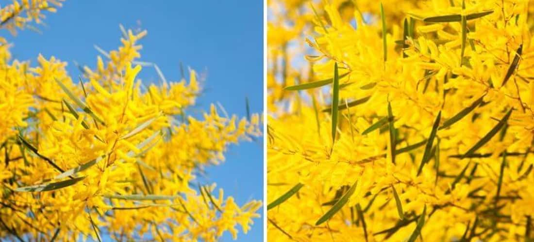 Melaleuca叶相思（也称为黄色棉花Cajup）是一种在热带国家种植的木制树种。