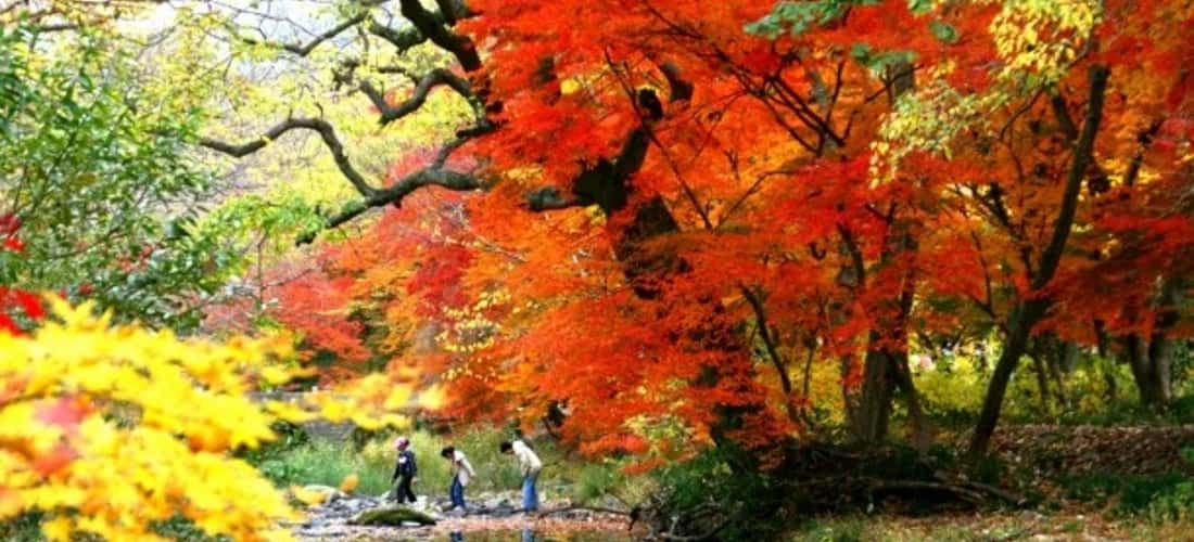 在越南，枫叶叶子通常在日历的11月和12月改变颜色。