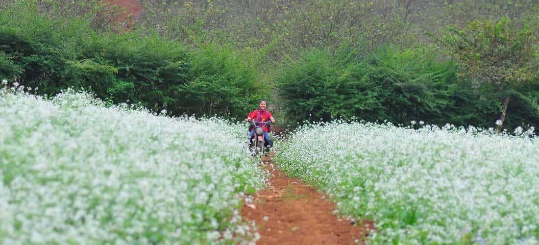 Hai bên đường dẫn lên Pa Phách là cánh đồng hoa cải trắng mênh mông, bát ngát.