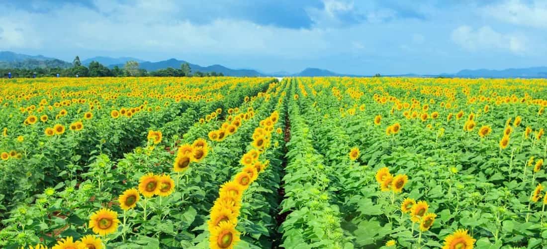 nghe a felwower田地有近100公顷的面积,位于Nghia Dan区Nghia Dan District的Nghia Son Commune的Farm 19/5