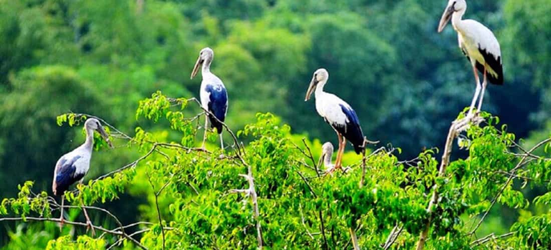 Hai Luu Stork Garden은 Vinh Phuc의 중요한 생물 다양성 영역 중 하나입니다.