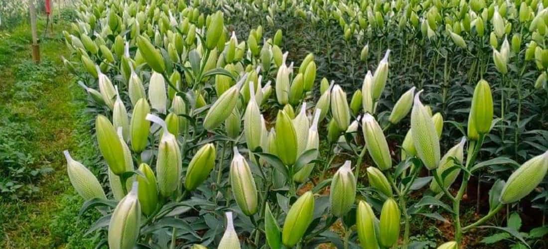 Không phải tự nhiên mà Vườn Hoa Nhiệt Đới Mộc Châu là địa điểm được các bạn trẻ yêu thích và rỉ tai nhau đến chụp ảnh hằng năm.