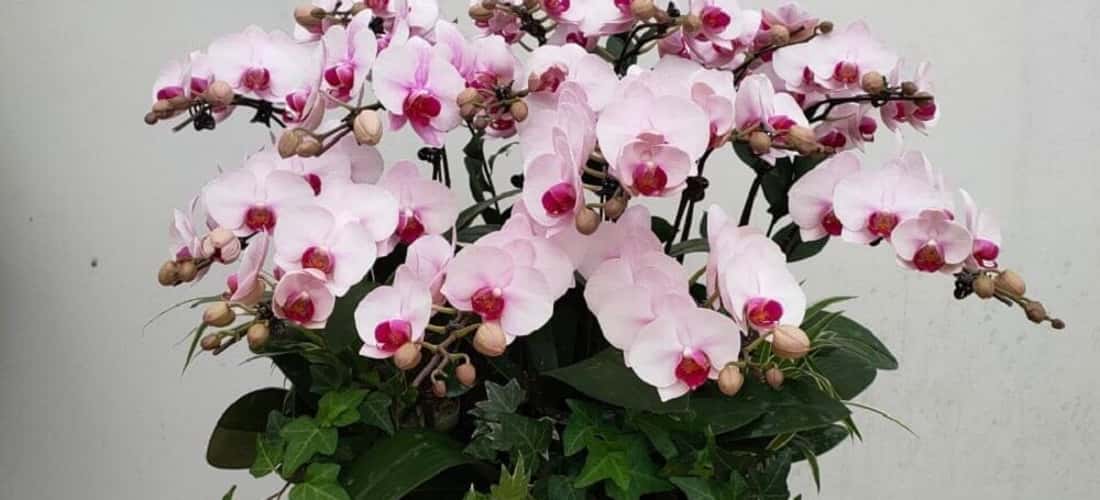 Một chậu hoa Hồ điệp lớn đầy sắc màu được chăm chút tỉ mỉ bên trong vườn hoa