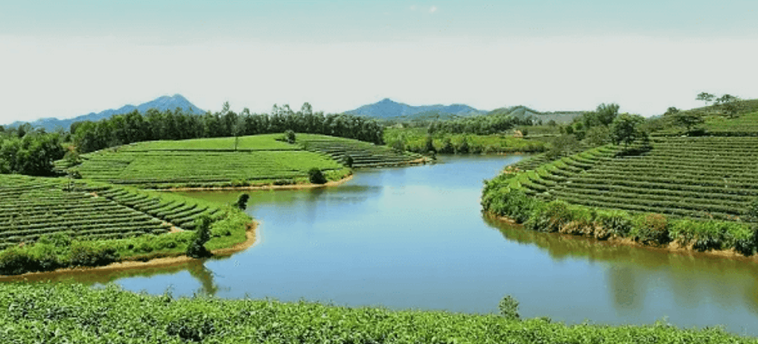 Bức tranh thiên nhiên tuyệt sắc của đảo chè