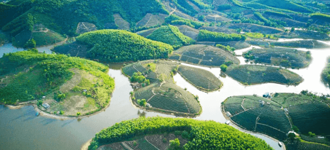 Đồi chè Thanh Chương xanh tươi quanh năm
