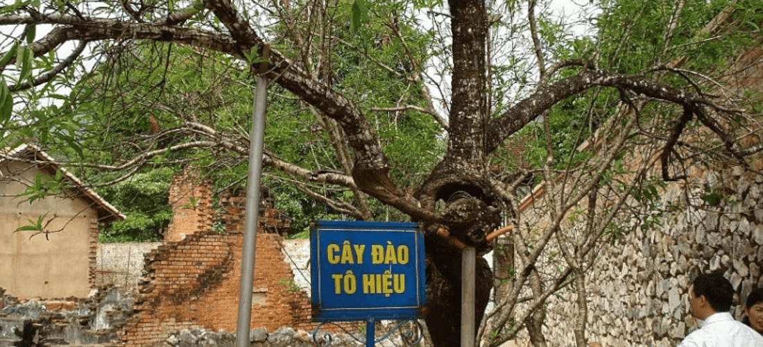 Cây đào Tô Hiệu ươm mầm nơi tù lao Sơn La.