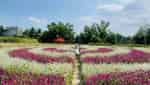 万亭红花园-2