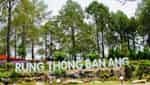 Rừng thông bản Áng.-2