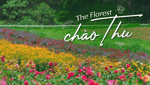 The Florest - 森林里的花-4