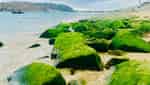 仁海苔藓海滩-10