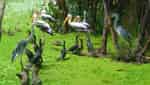 カマウ鳥園-1